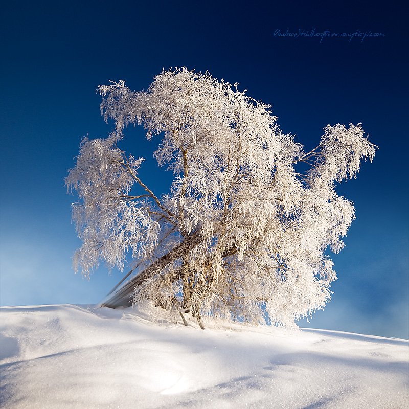 Hoarfrost-100113-027.jpg