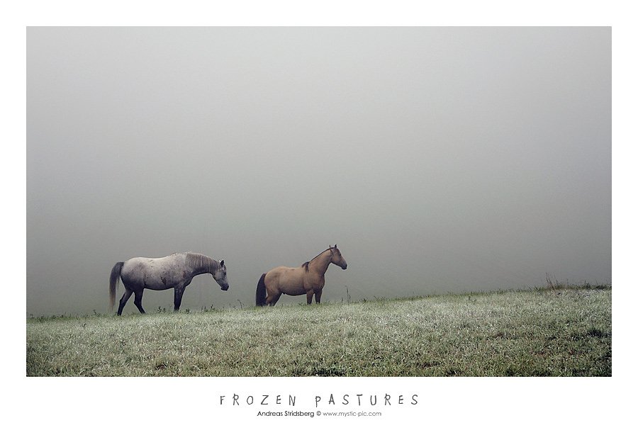 frozen-pastures.jpg