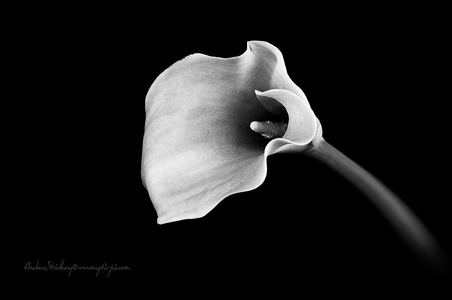 Floral-100225-045-bw.jpg