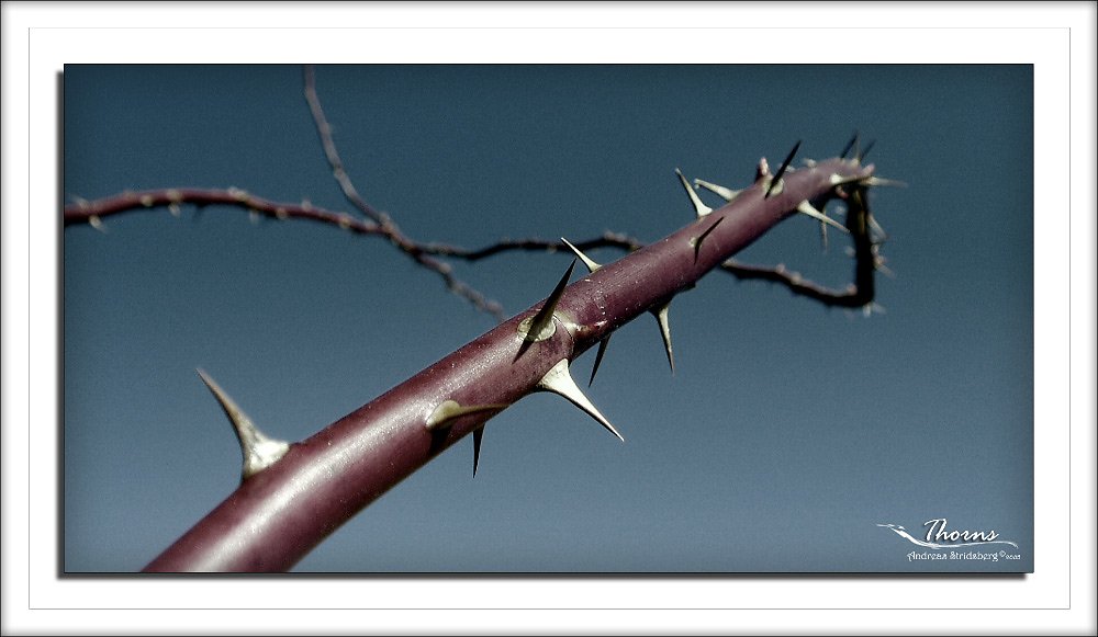 thorns.jpg