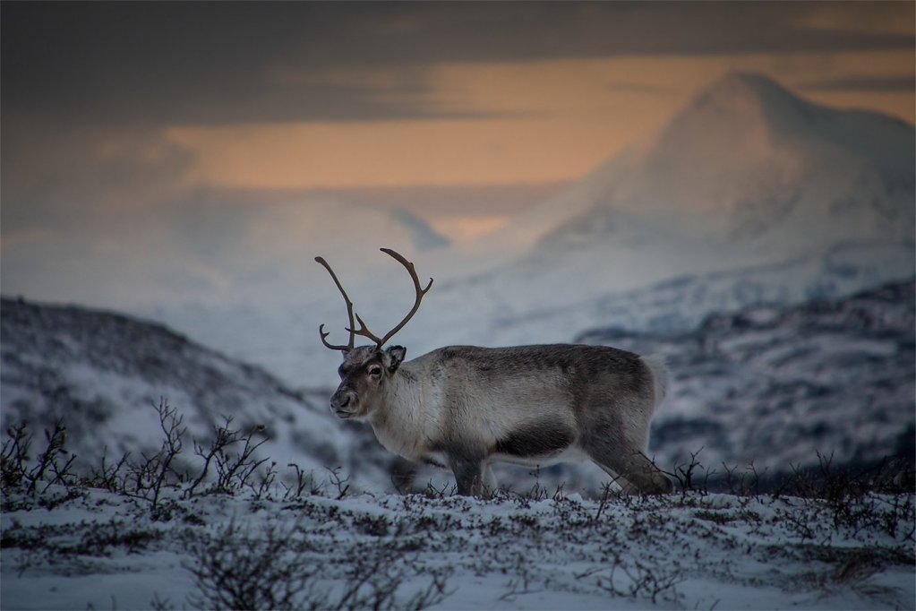 Lofoten-D500-181202-126.jpg