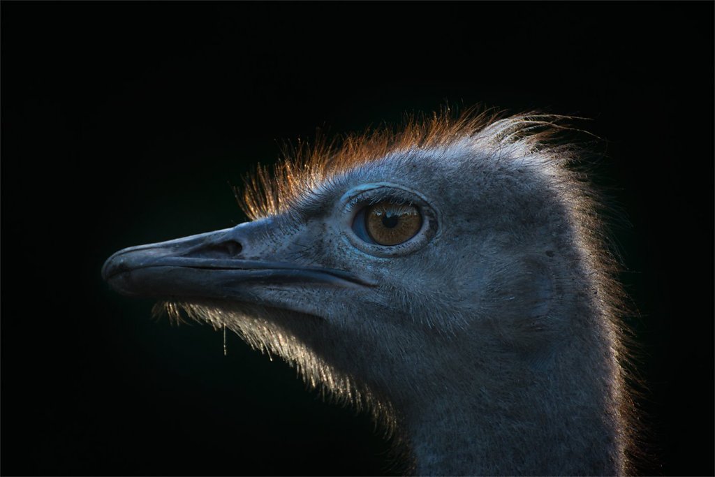 Ostrich-200808-011.jpg